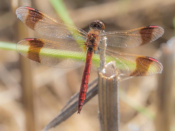 Sympetrum pedemontanum male-7.jpg